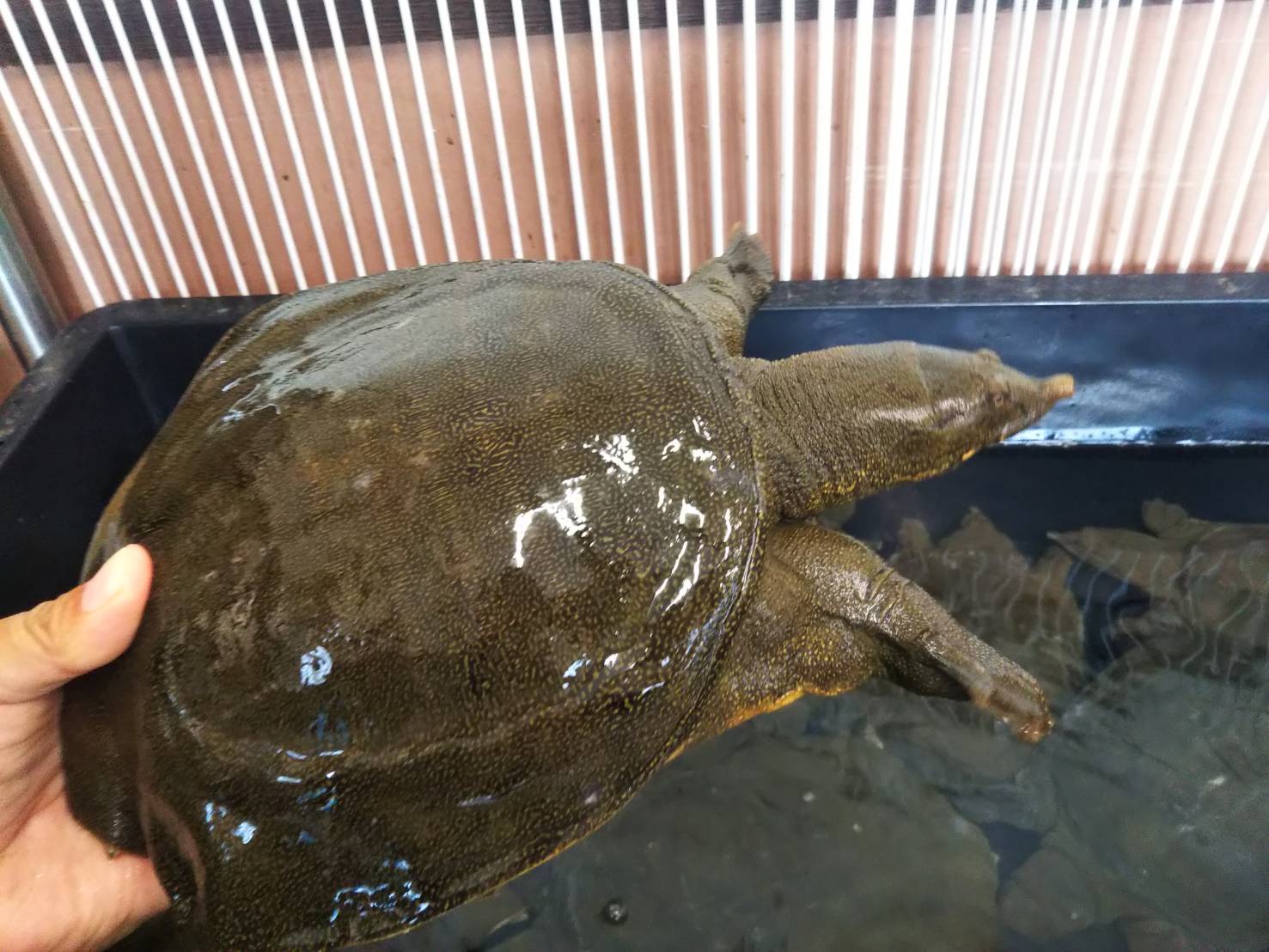 希少モンスターサイズ！ 約3.6kg 島根県産　天然スッポン 薄皮処理無料　鮮度抜群　食肉用すっぽん やっぱりモツが好きさんのマイ☆ベストレストラン 2018 [食べログ]